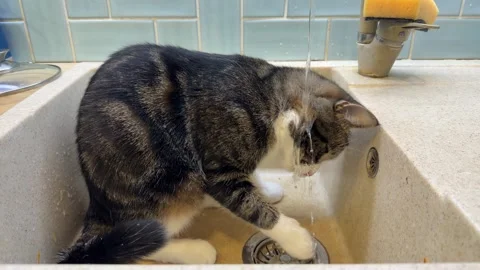 Perched by the sink, the cat carefully drinks the running tap water Video stock 331568674