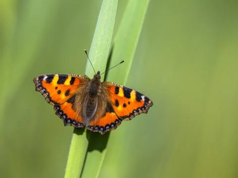 Perched Small tortoiseshell butterfly Stock Photos
