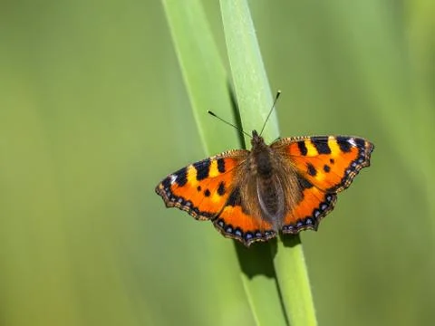 Perched Small tortoiseshell Stock Photos