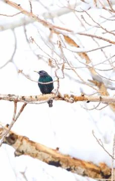 Perched starling Stock Photos