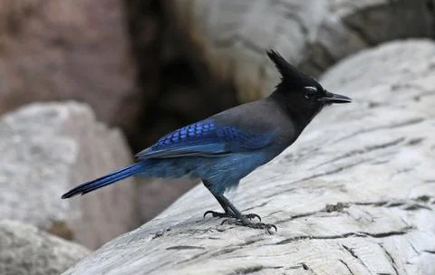 Perched Steller's Jay Stock Photos