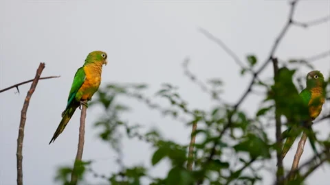 Perched in sun Cactus Parakeet parrot bird in rainforest jungle edge2 Vídeos de archivo 302808534