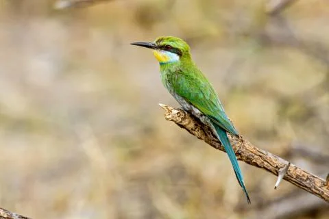 Perched swallow tailed bee eater Stock Photos