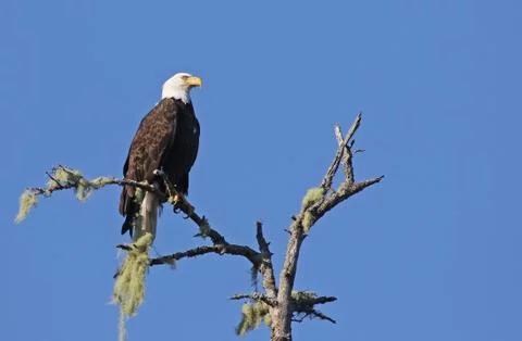 Perched Tofino Bald Eagle Stock Photos