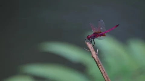 Perched on top of a tiny twig, a Crimson Marsh Glider Trithemis aurora is Stock Footage 254702973