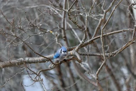 Perched on a tree branch Foto stock