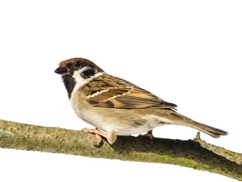 Perched tree sparrow Stock Photos
