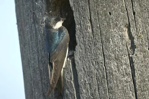 Perched tree swallow at hole in tree. Stock Photos