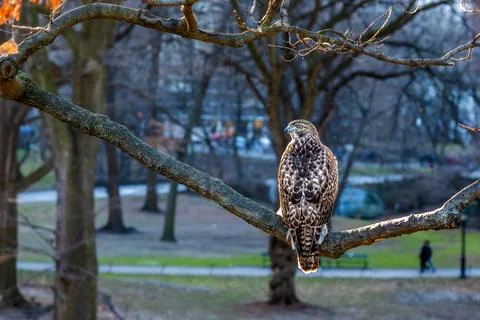 Perched Urban Hawk Stock Photos