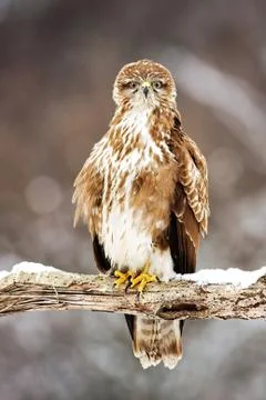 Perched wild common buzzard sitting on a branch covered with snow in winter Stock Photos