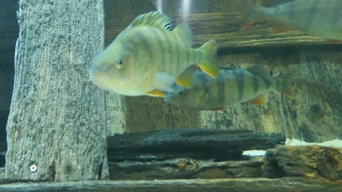 Perches floating on the bottom of the lake Stock Footage 128582842