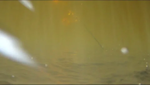 Perches on a rope 스톡 동영상 30653167