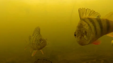 Perches under water Stock Footage 62250045