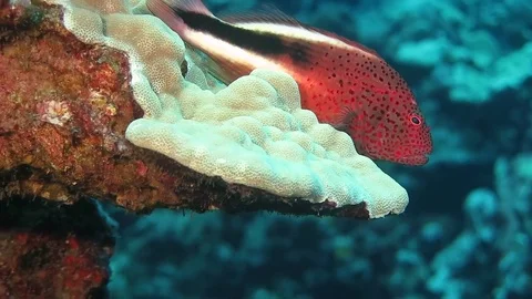 Perchfish Stock Footage 71158326