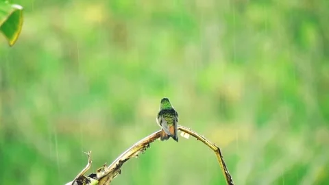 Perching bird Stock Footage 218062582