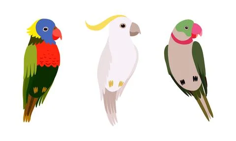 Perching Birds as Winged Feathered Creature with Bright Plumage Vector Set 스톡 일러스트