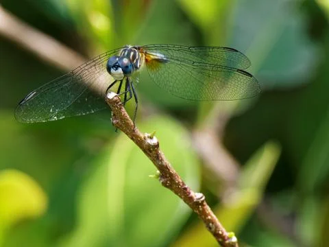 Perching Blue Dasher Dragonfly Foto stock