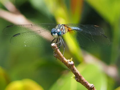 Perching Blue Dasher Dragonfly Stock Photos