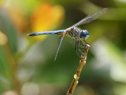 Perching Blue Dasher Dragonfly Foto stock