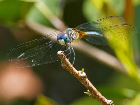 Perching Blue Dasher Dragonfly Stock Photos