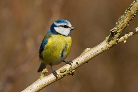 Perching blue tit Stock Photos