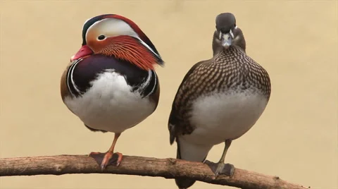 Perching couple of mandarin duck, dreaming on blur cream background. Stock Footage 46465409
