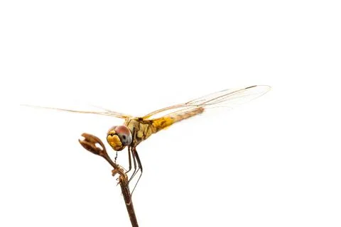 Perching dragonfly Stock Photos