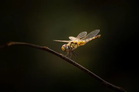 Perching dragonfly Stock Photos