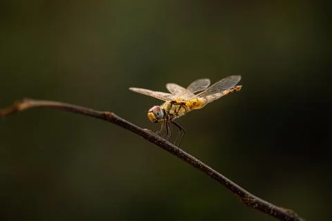 Perching dragonfly Stock Photos