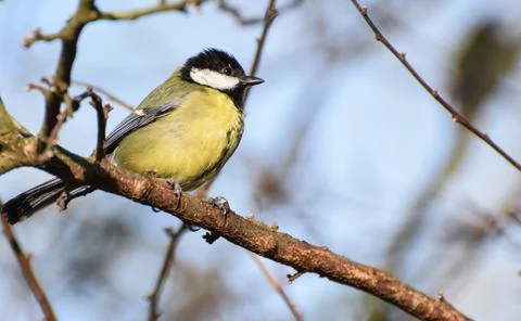 Perching Great Tit Stock Photos