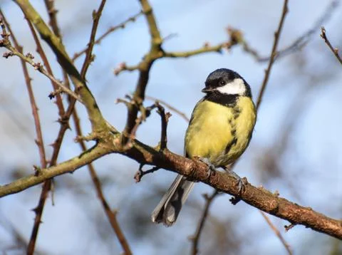 Perching Great Tit Stock Photos