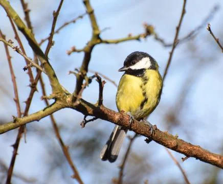 Perching Great Tit Stock Photos