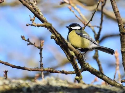 Perching Great Tit Stock Photos