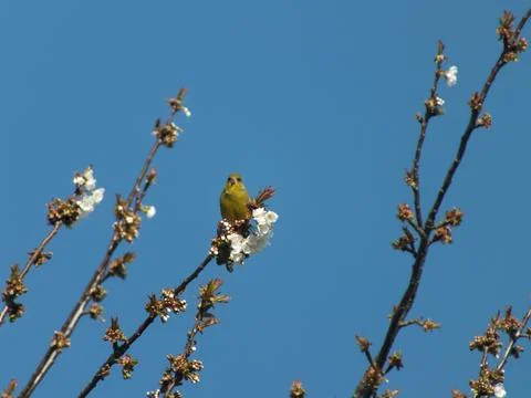 Perching Greenfinch Foto stock