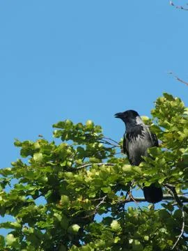 Perching Hooded Crow Stock-Fotos