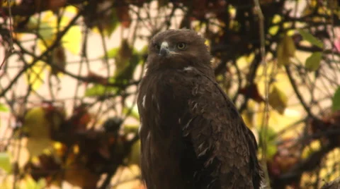 A perching lesser spotted eagle, aquila pomarina, looking around Stock Footage 46428739