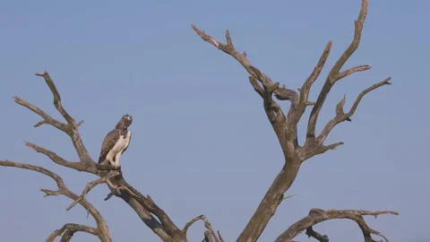 Perching Martial Eagle on Dead Tree Branch Against Clear Blue Sky Stock Footage 339969576