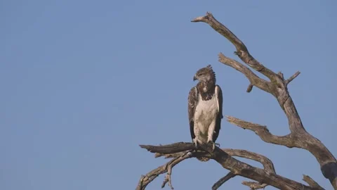 Perching Martial Eagle Observing Surroundings on Dead Tree Branch Stock Footage 338998286