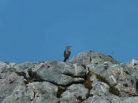 Perching Meadow Pipit Stock Photos