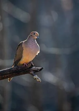 Perching Mourning Dove Outlined by Afternoon Sun Stock Photos