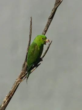 Perching Plain Parakeet Foto stock