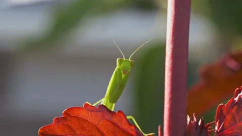 Perching Praying Mantis, Carnivorous Insect. Selective Focus Shot Видео 331336594