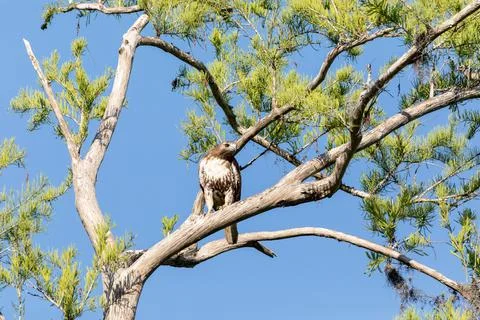 Perching red tailed hawk Buteo jamaicensis on a pine tree Foto stock