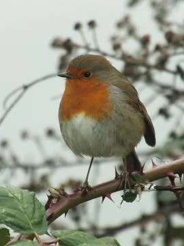Perching Robin 2 Stock Photos