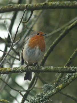 Perching Robin 3 Foto stock
