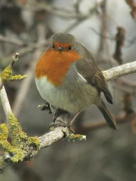 Perching Robin Stock-Fotos