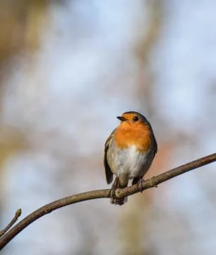 Perching Robin Redbreast Foto stock
