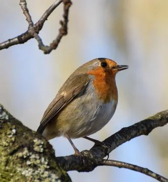 Perching Robin Redbreast Stock Photos