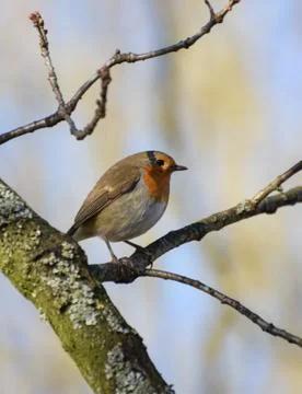 Perching Robin Redbreast Stock Photos
