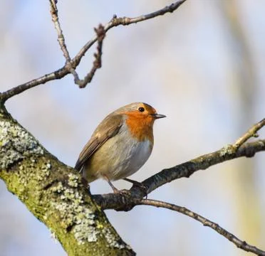 Perching Robin Redbreast Stock Photos